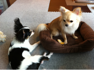image-20110530022034.png