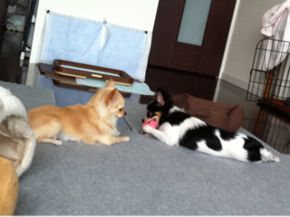 image-20110531031903.png