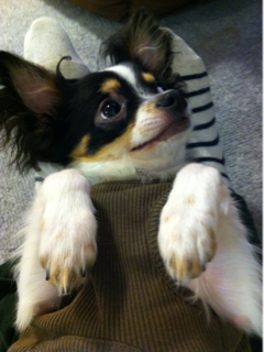 image-20110617191943.png