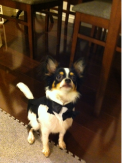 image-20110715101456.png