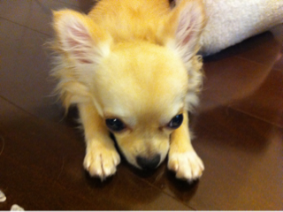 image-20110715102614.png