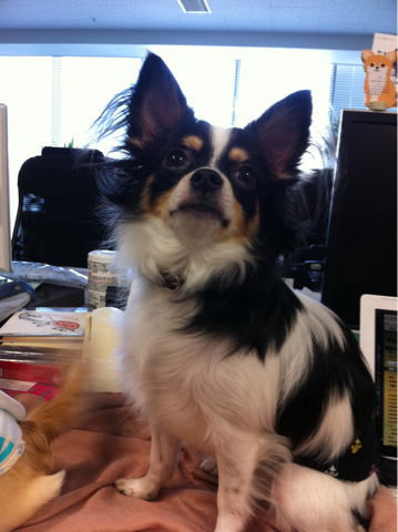 image-20111004103716.png