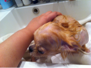 image-20111017185129.png