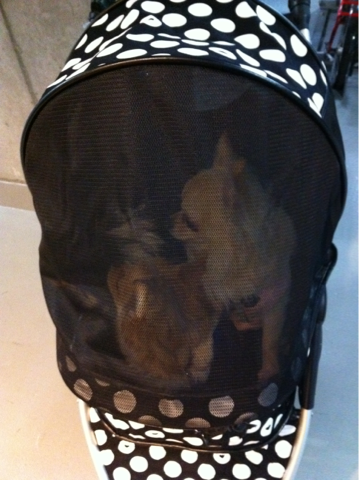iphone/image-20120220024250.png